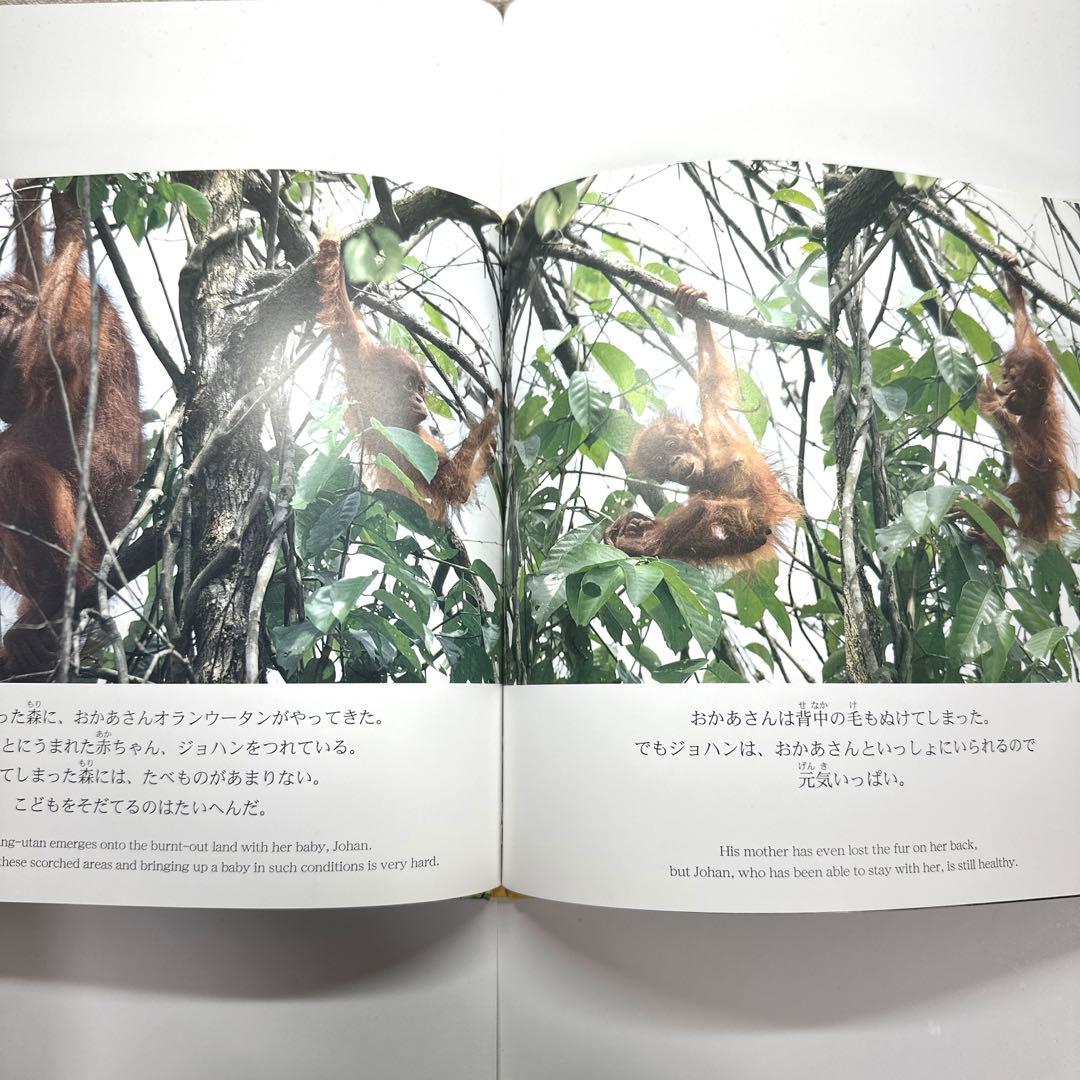 【2点購入150円引】オランウータンの森　鈴木 南水子 / 鈴木晃