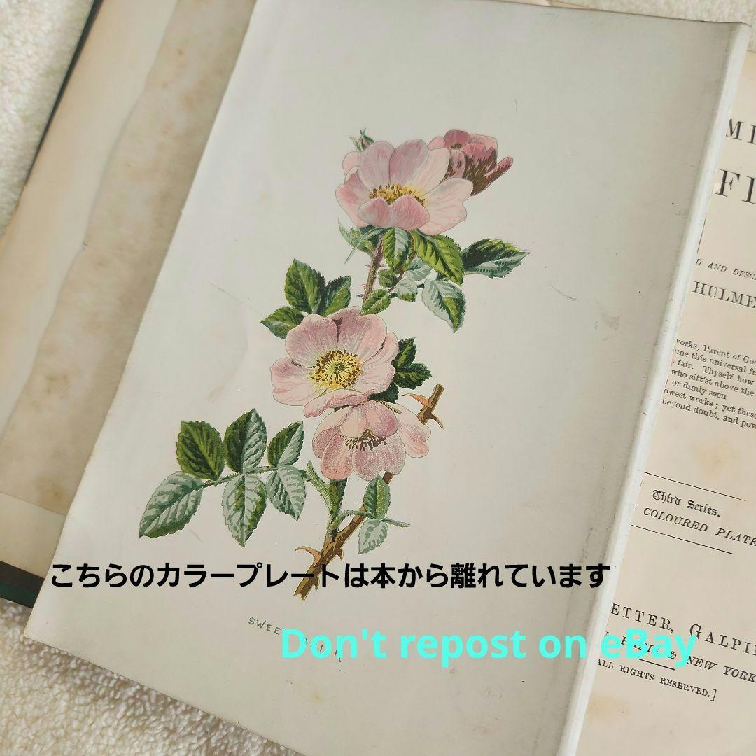 植物図鑑　洋書　古書　ボタニカルアート　アンティーク　リトグラフ　25