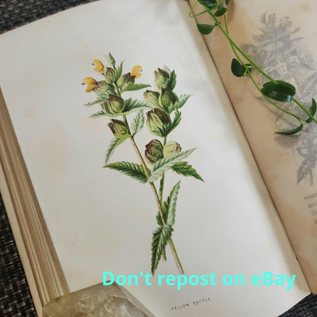 植物図鑑　洋書　古書　ボタニカルアート　アンティーク　リトグラフ　25