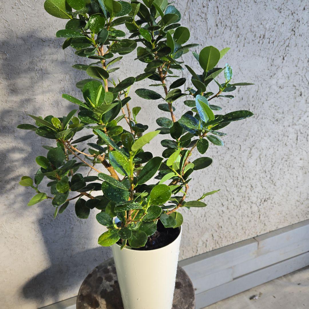 ⑥　パンダ　ガジュマル　7号 特大苗木　最高等級