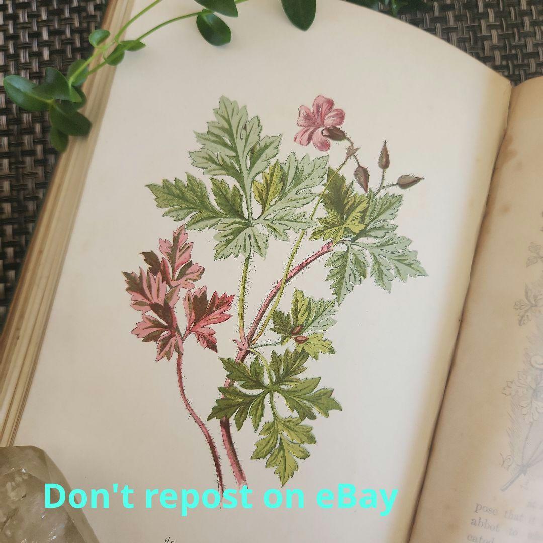 植物図鑑　洋書　古書　ボタニカルアート　アンティーク　リトグラフ　27