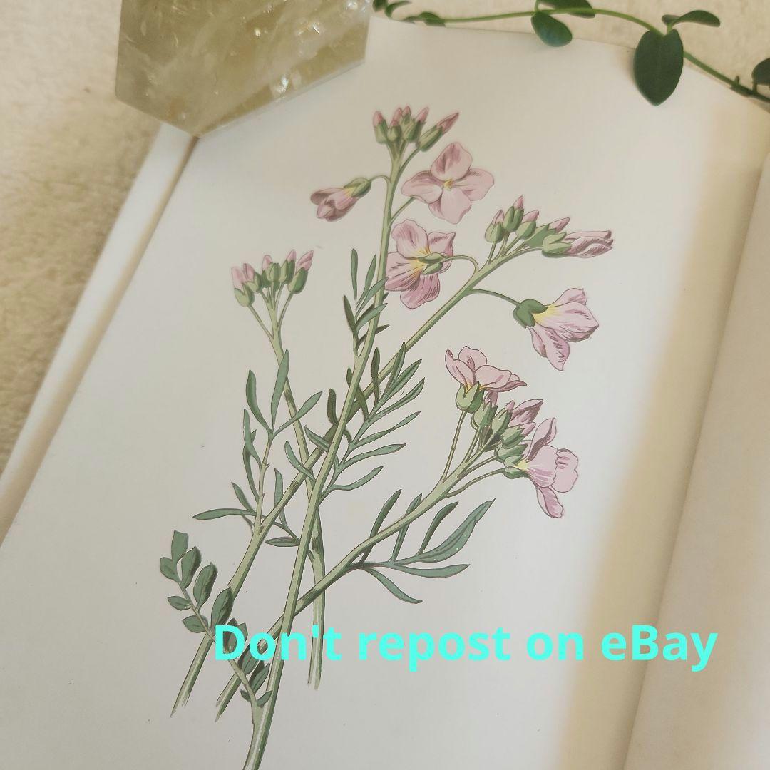 植物図鑑　洋書　古書　ボタニカルアート　アンティーク　リトグラフ　27