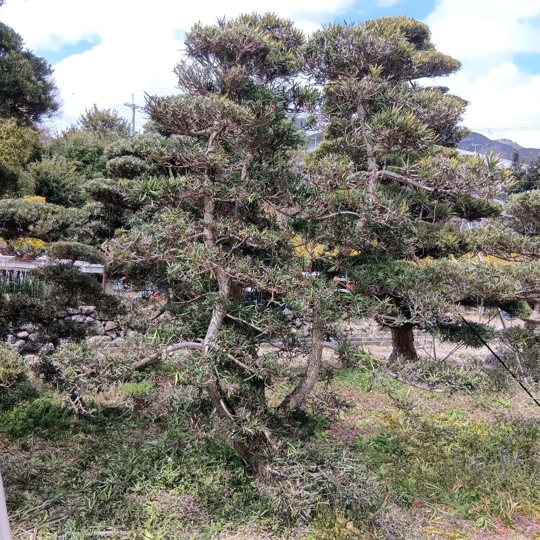 イヌマキ（3本立ち高さ約３メイトル）