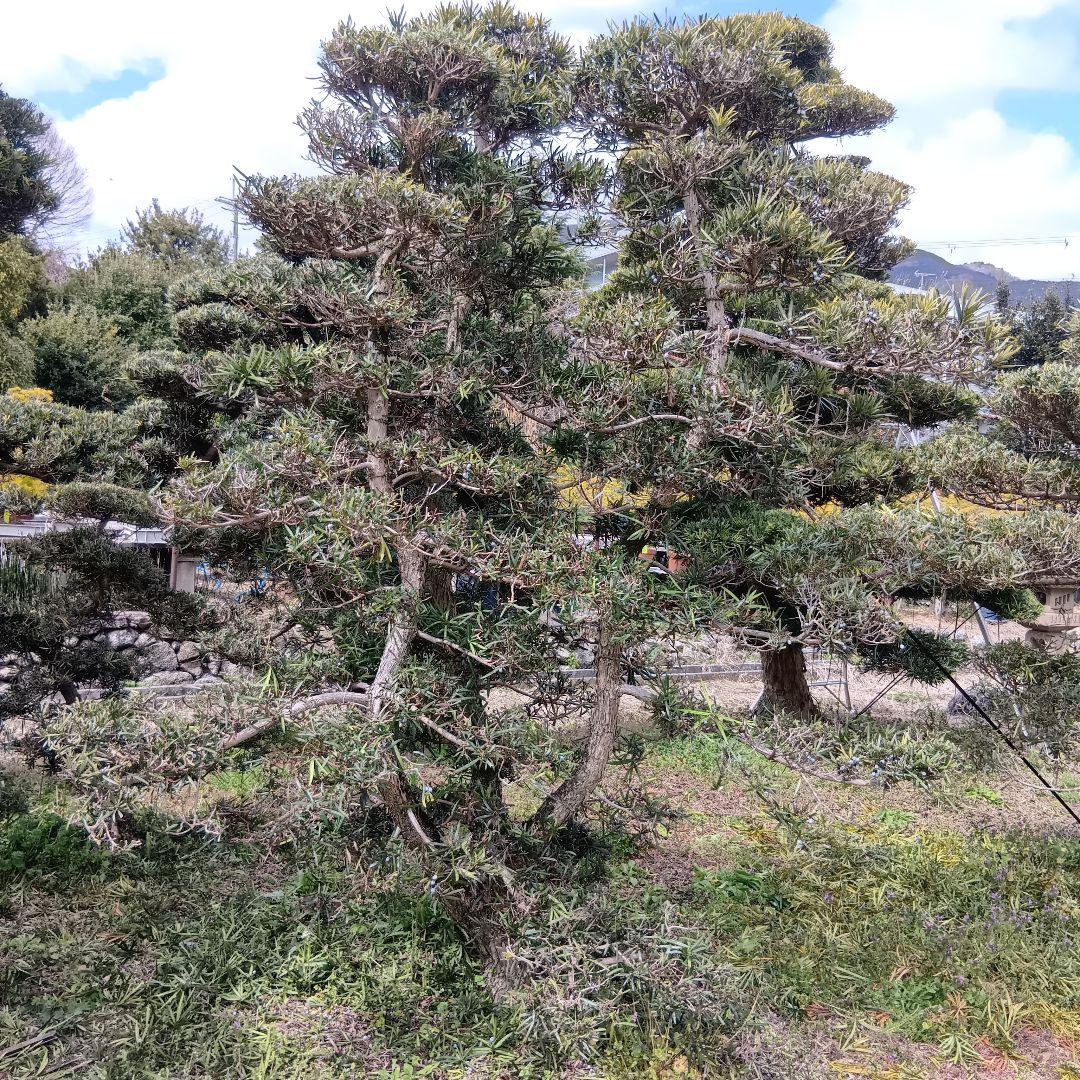 イヌマキ（3本立ち高さ約３メイトル）