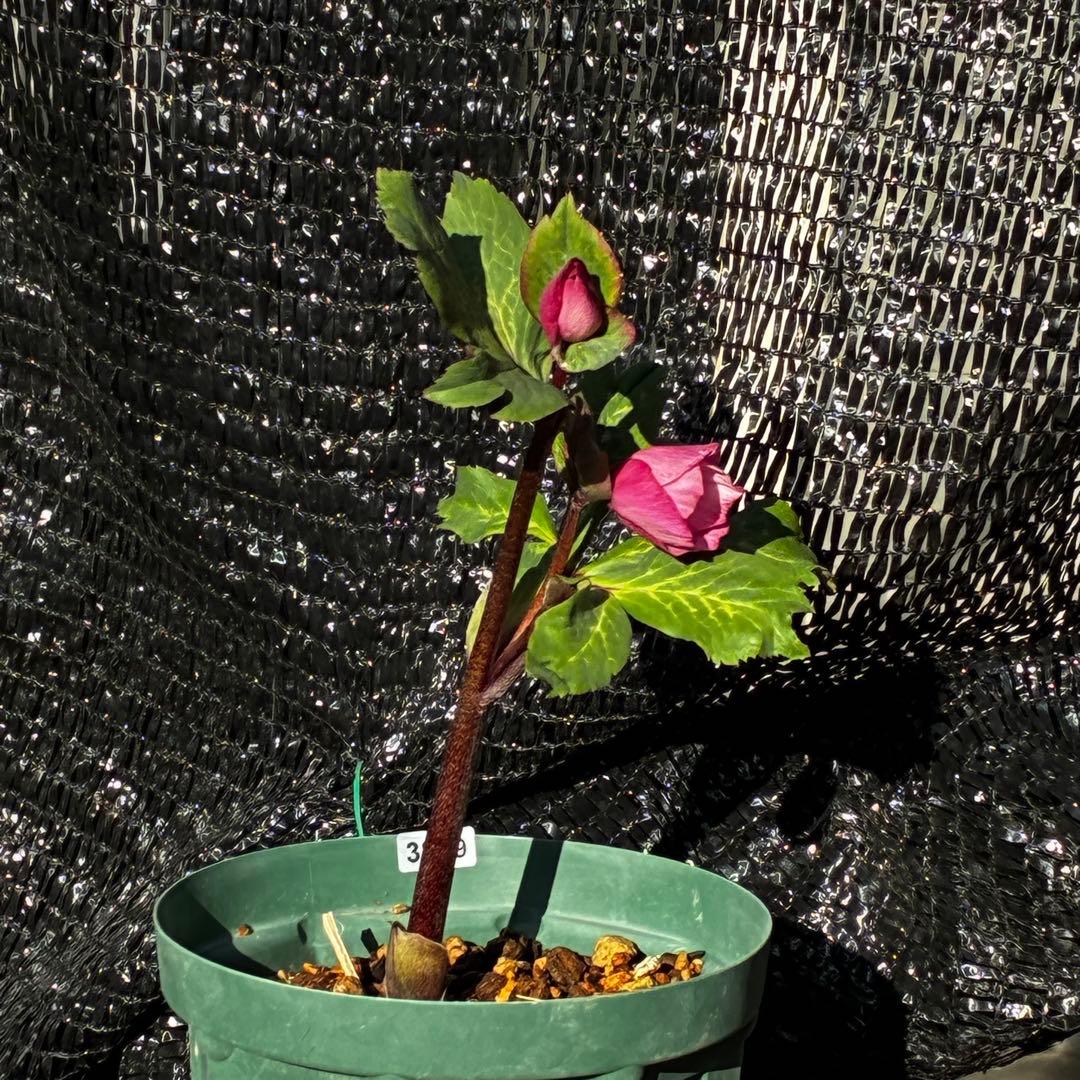 849☘️タグ付☘️超希少☘️⭐️ATLAS⭐️Pink Ice Hyb⭐️ASHWOOD⭐️