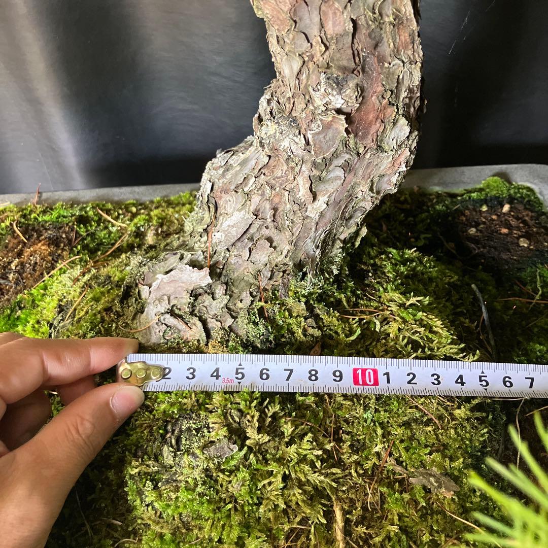 吾妻五葉松 盆栽