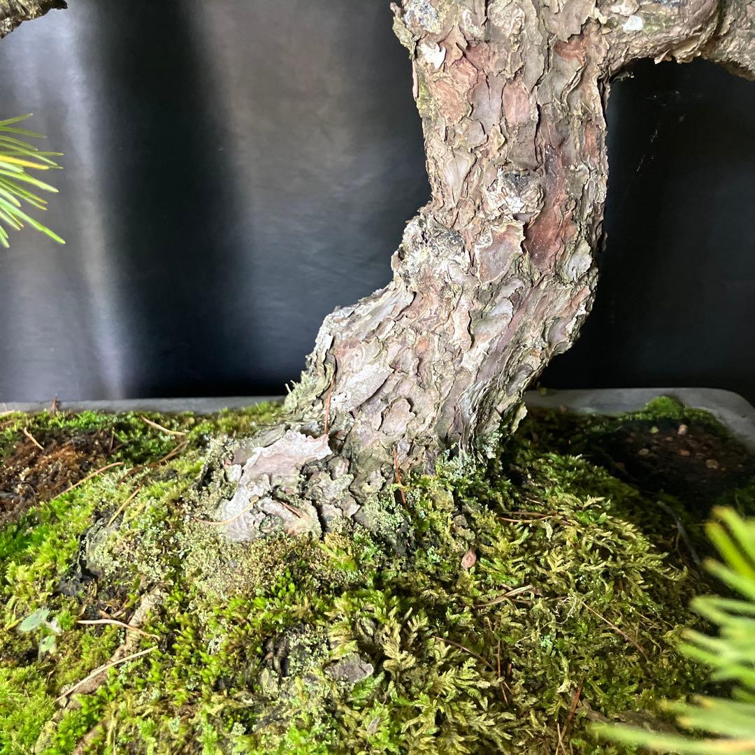 吾妻五葉松 盆栽