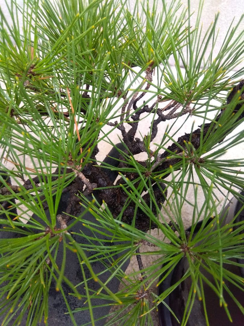 黒松　盆栽　4.5号陶器鉢つき　懸崖❗　①