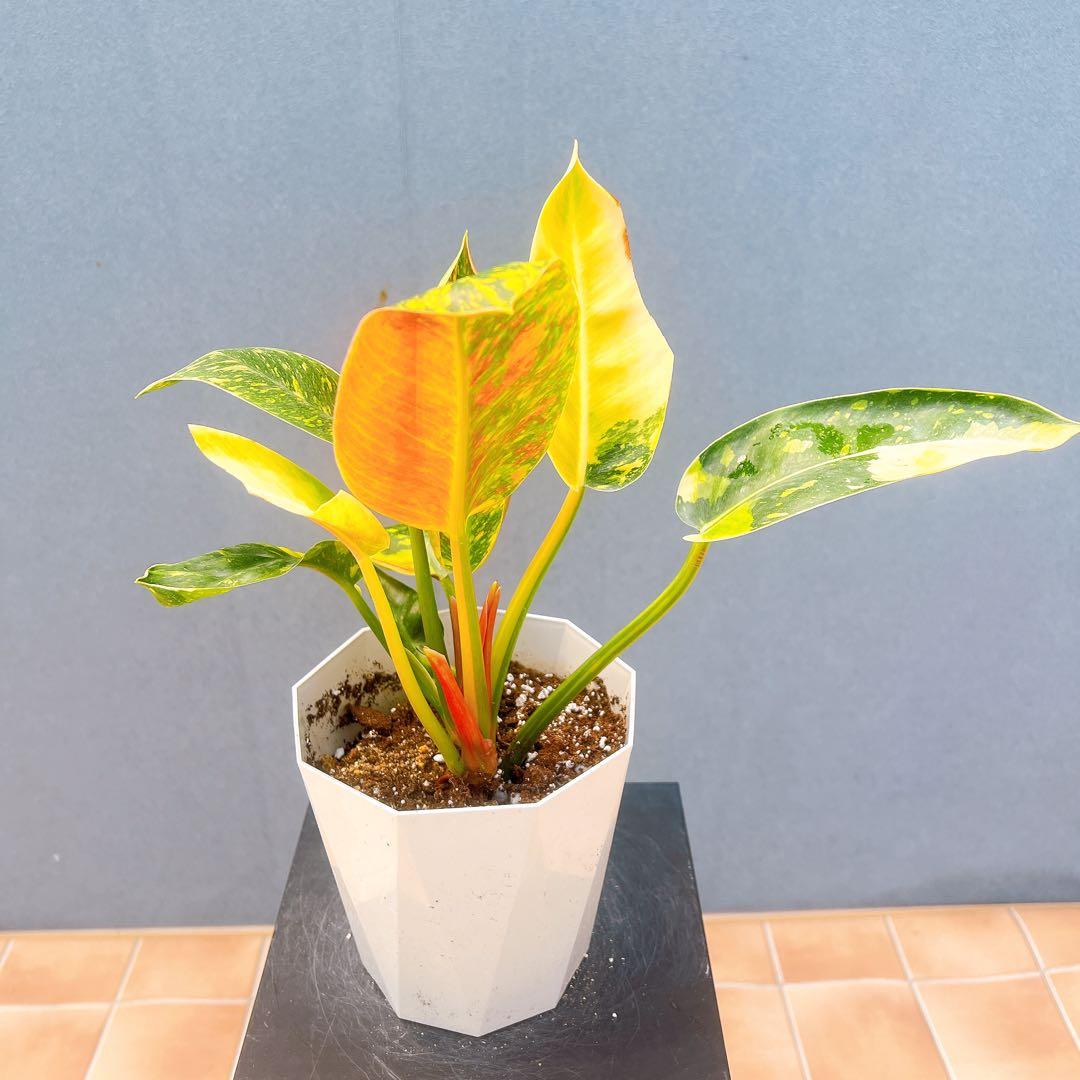 現品　フィロデンドロン　グリーンコンゴ　斑入り　3番　観葉植物　ドライガーデン