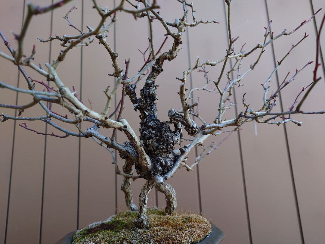 盆栽　野バラ　樹高42cm