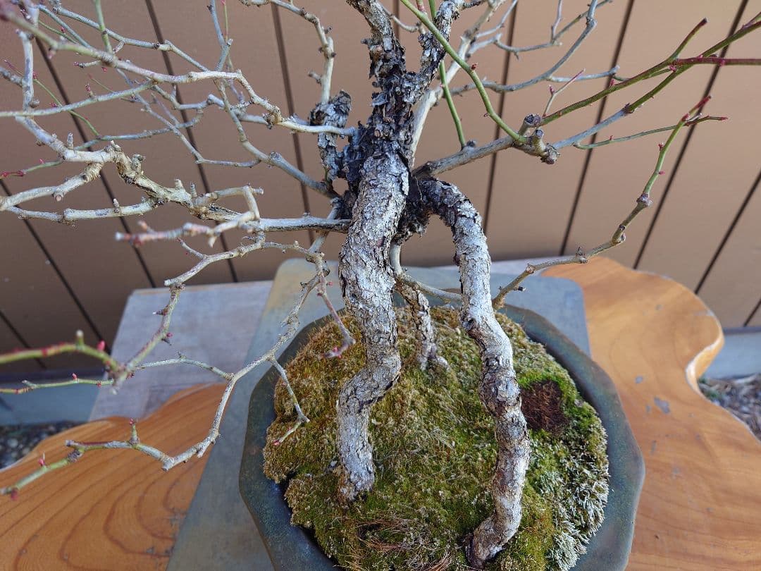 盆栽　野バラ　樹高42cm