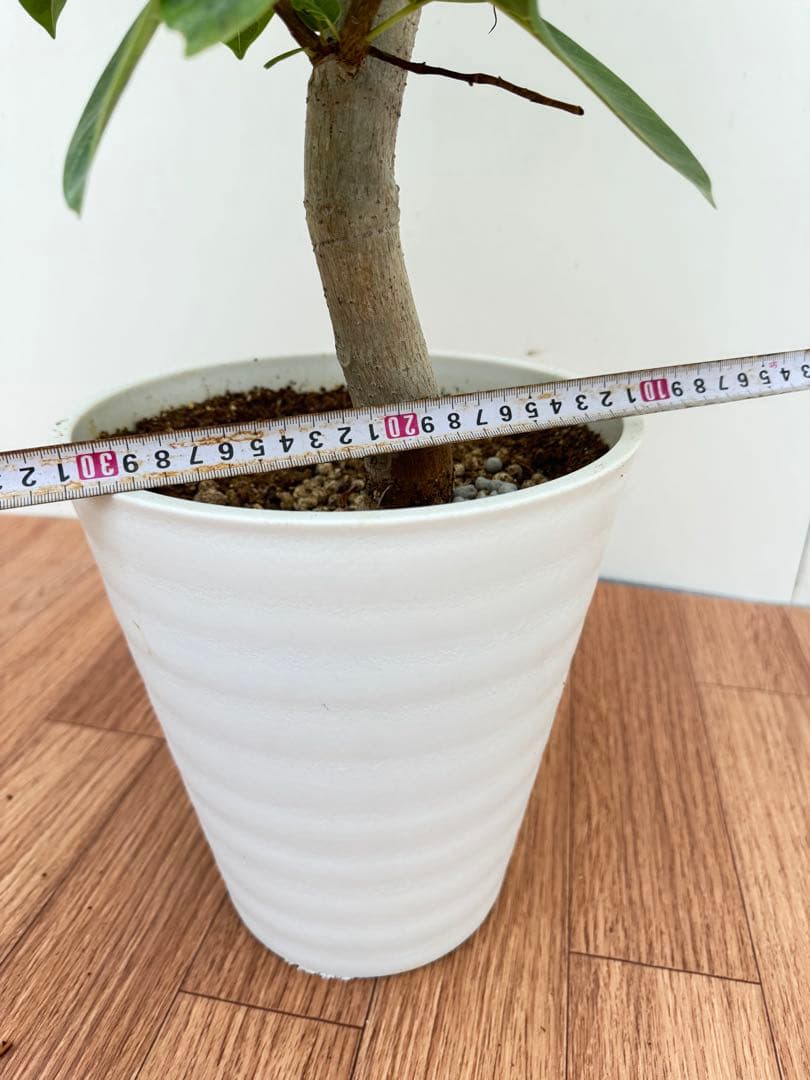 フィカス　アルテシマ8