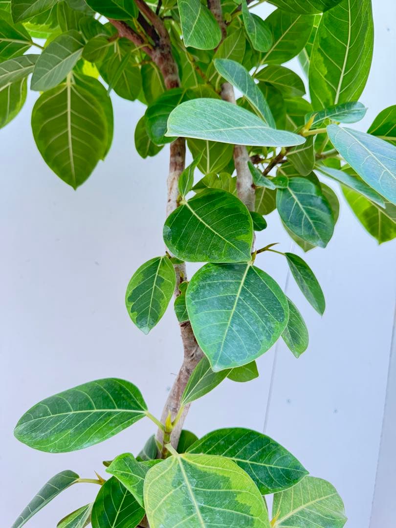 フィカス　アルテシマ8