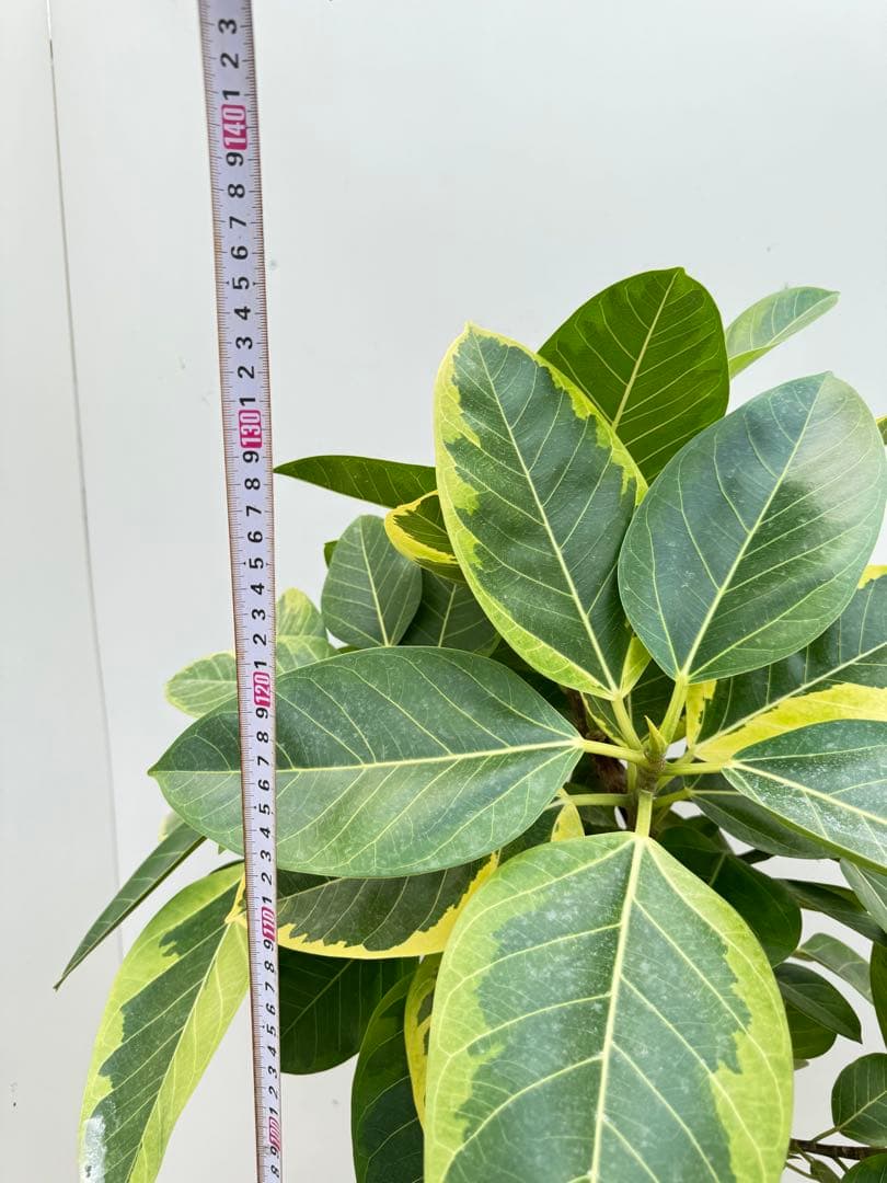 フィカス　アルテシマ8