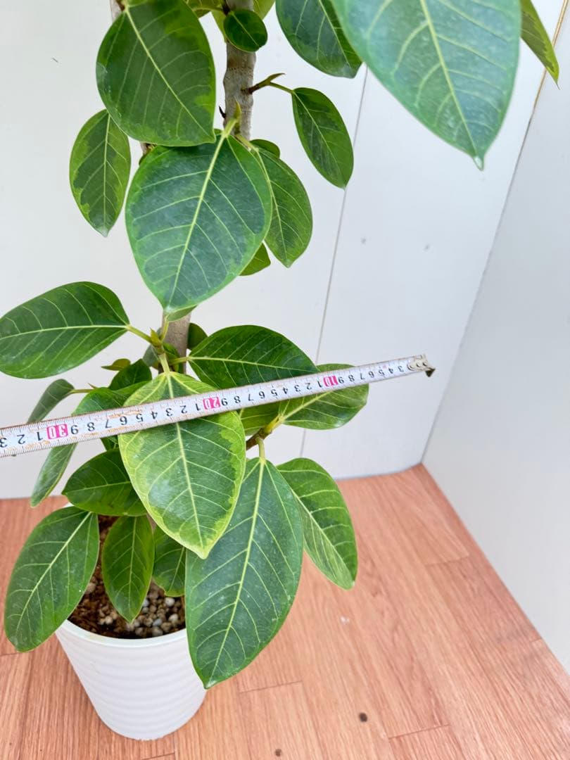 フィカス　アルテシマ8