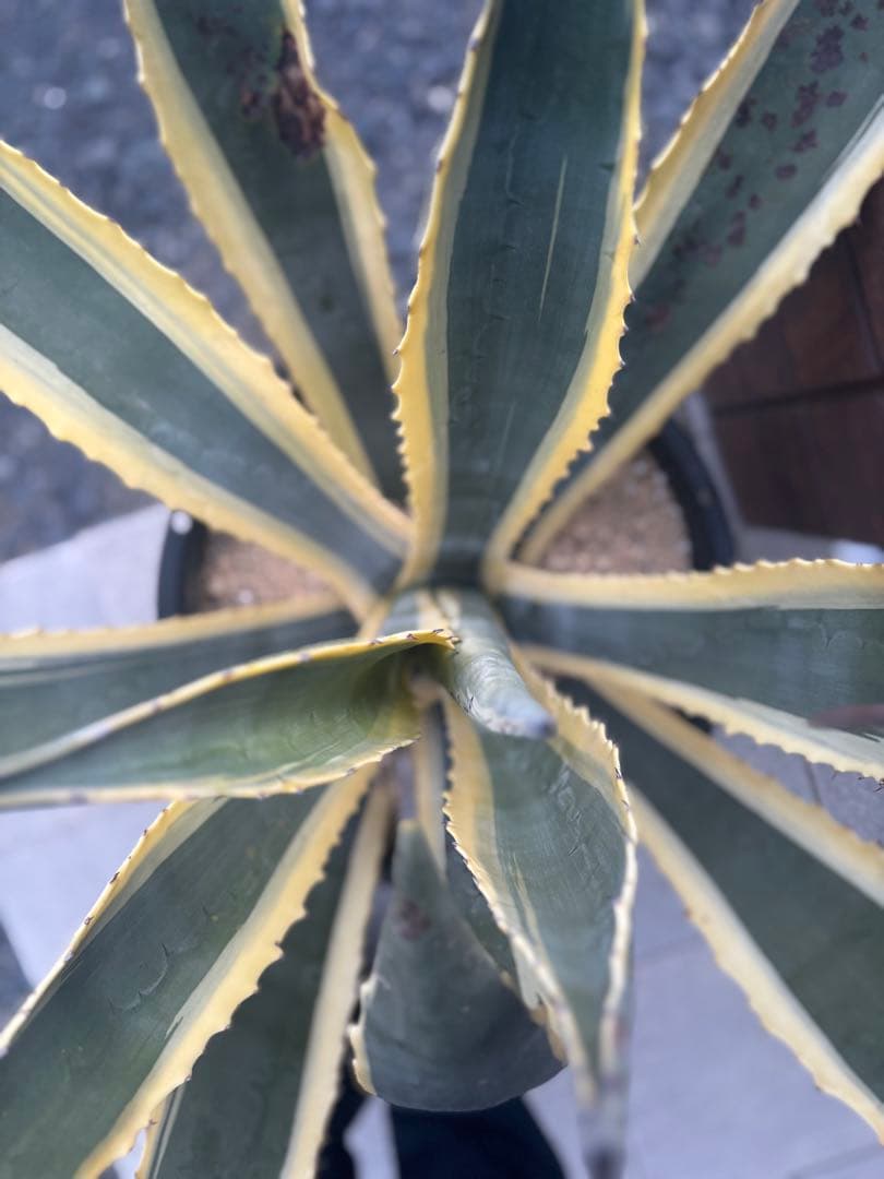 アメリカーナバリエガーダ親株　　　アガベドライガーデン