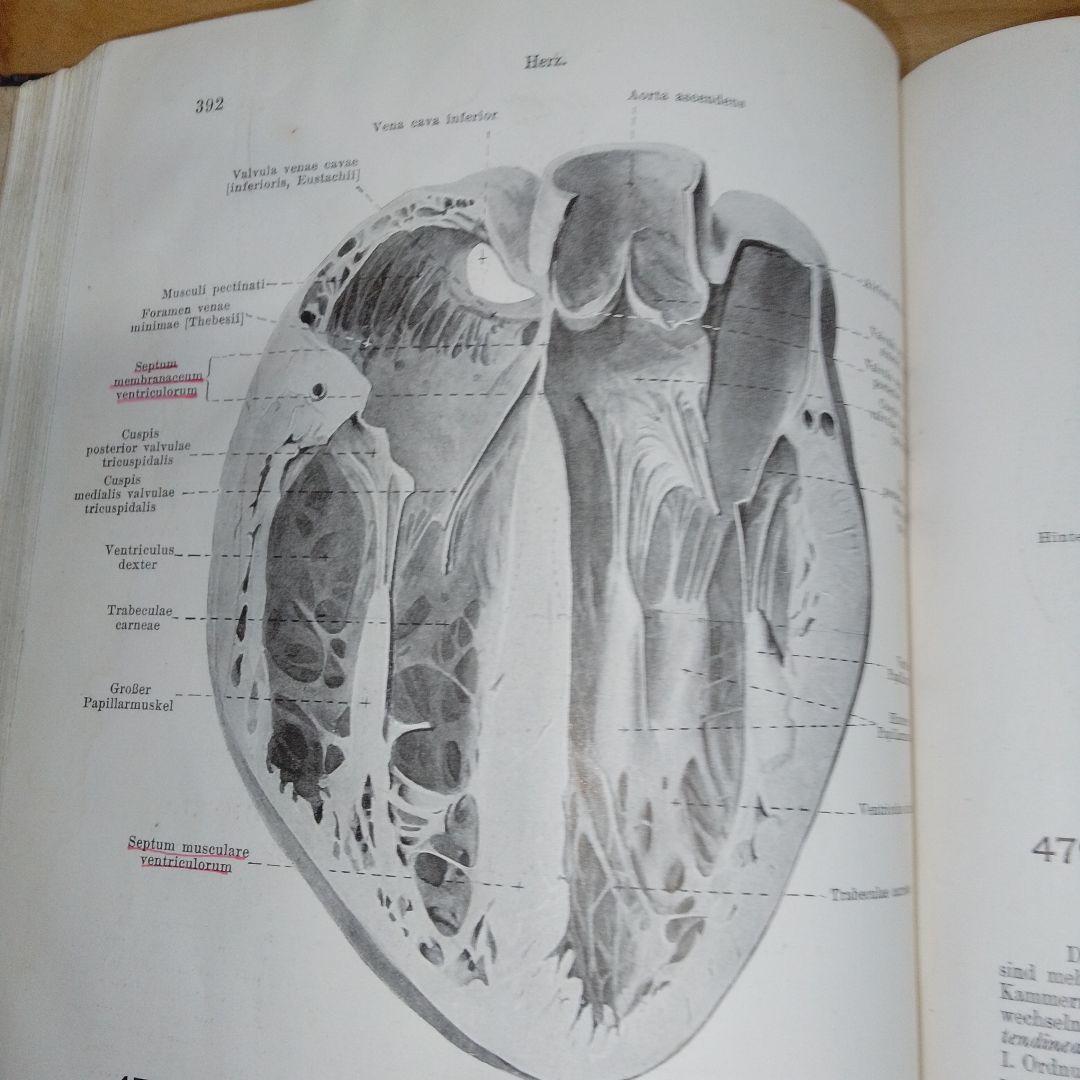 1920年 ドイツ語解剖学書 人体図譜 アンティーク医学書