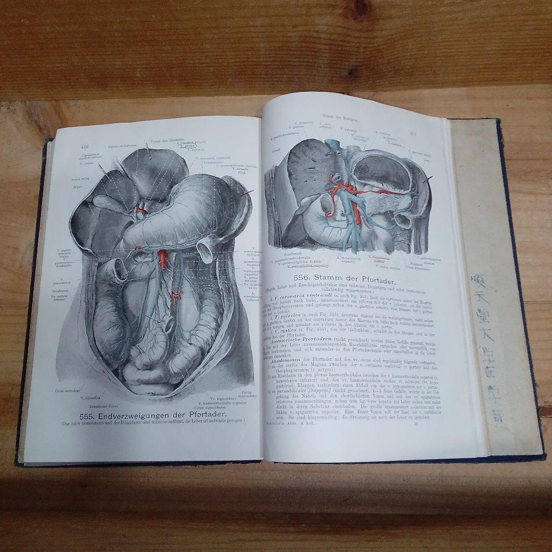 1920年 ドイツ語解剖学書 人体図譜 アンティーク医学書