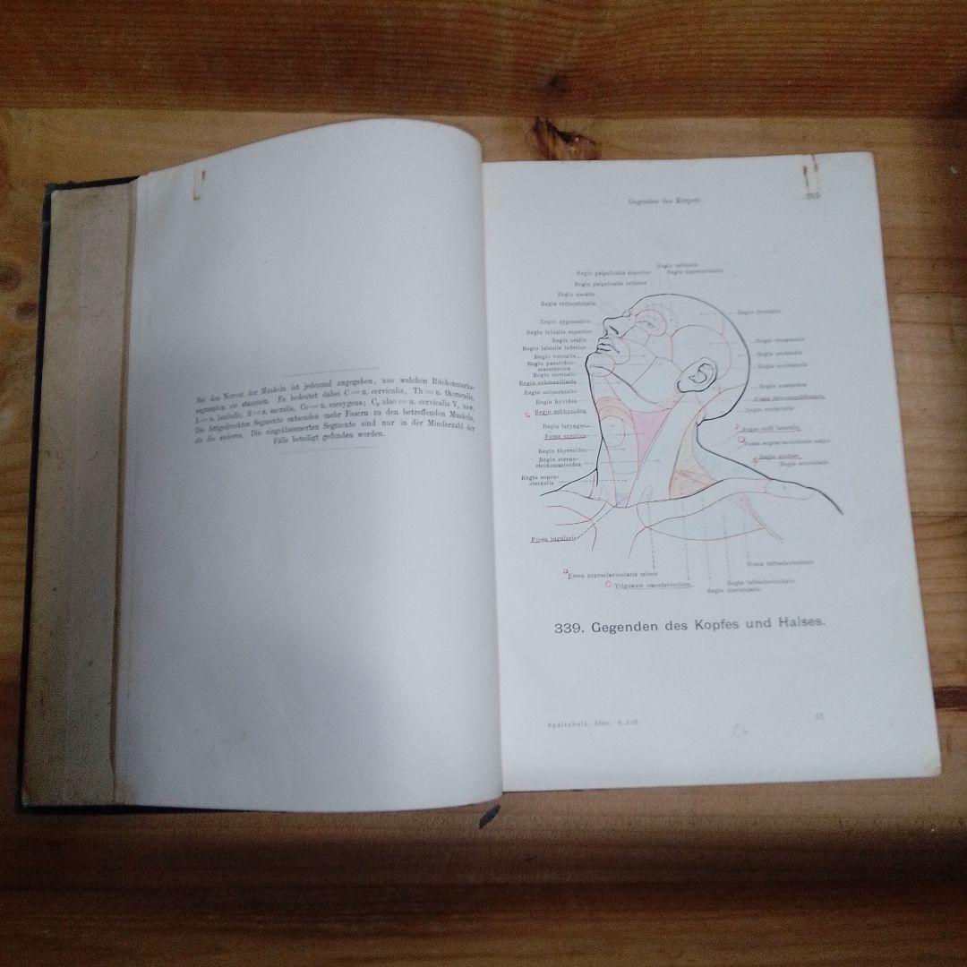 1920年 ドイツ語解剖学書 人体図譜 アンティーク医学書