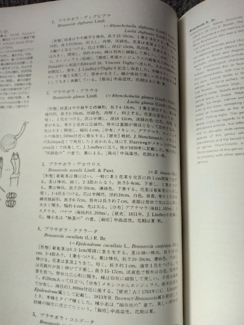 世界の野生蘭ORCHIDATLAS VOL. 3 Cattleya Laelia