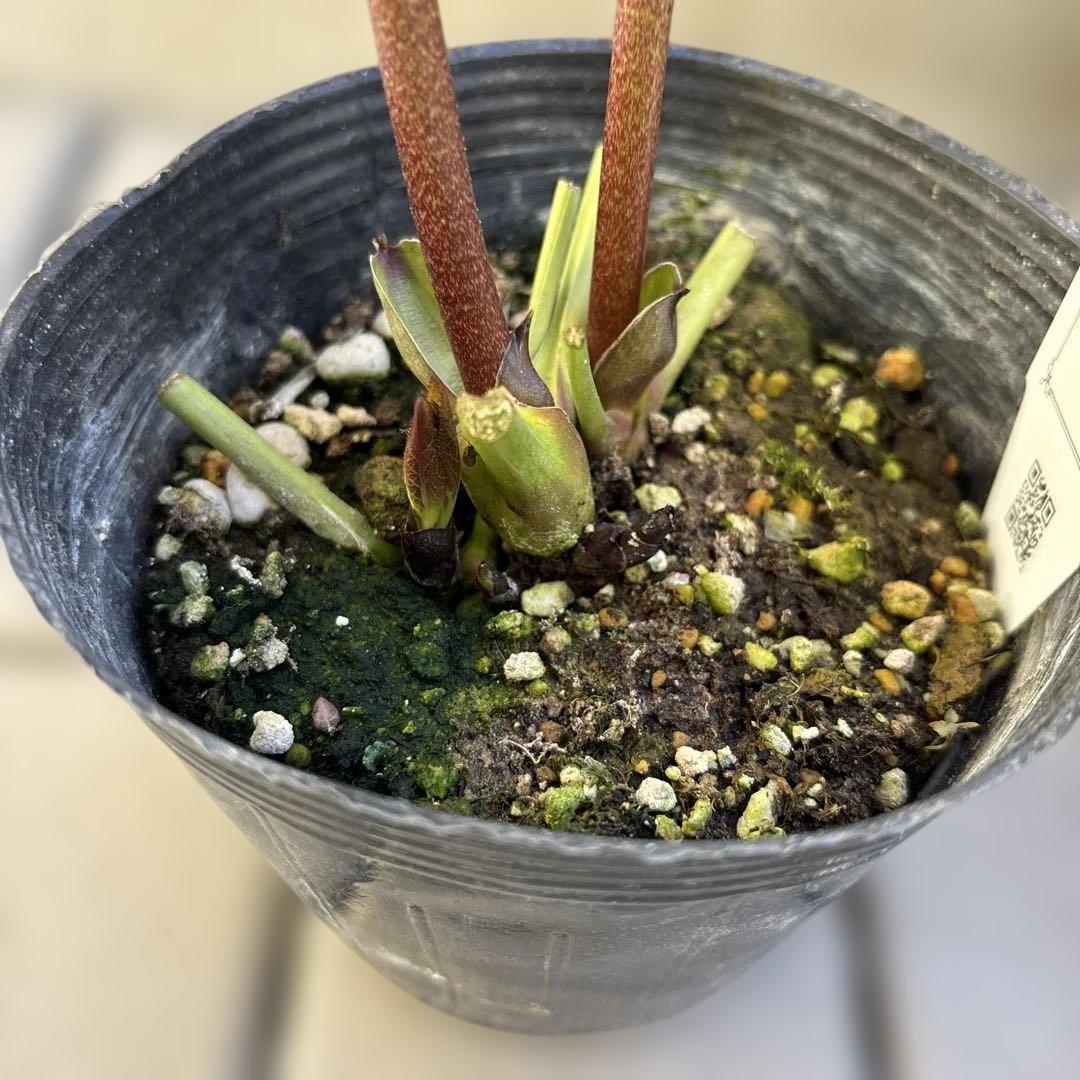 りーちゃんさま専用