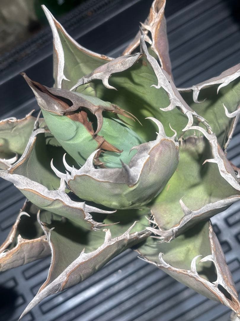 特出！アガベチタノタ蜘蛛（極上株）超S級超強棘super spider希少大株！