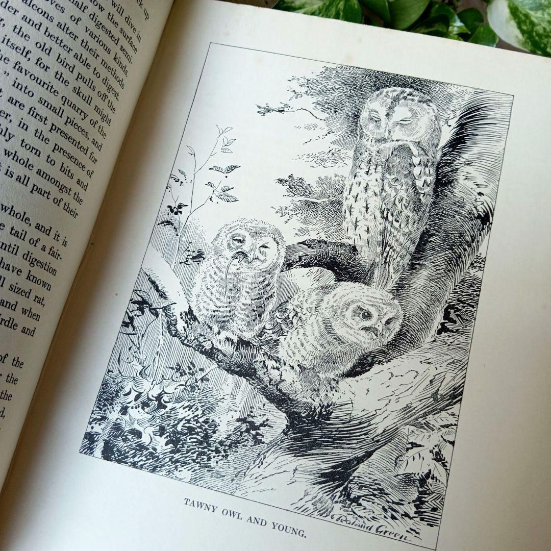 洋書古書　1923年　初版　希少　鳥図鑑　アンティーク　植物図鑑　画集　アート