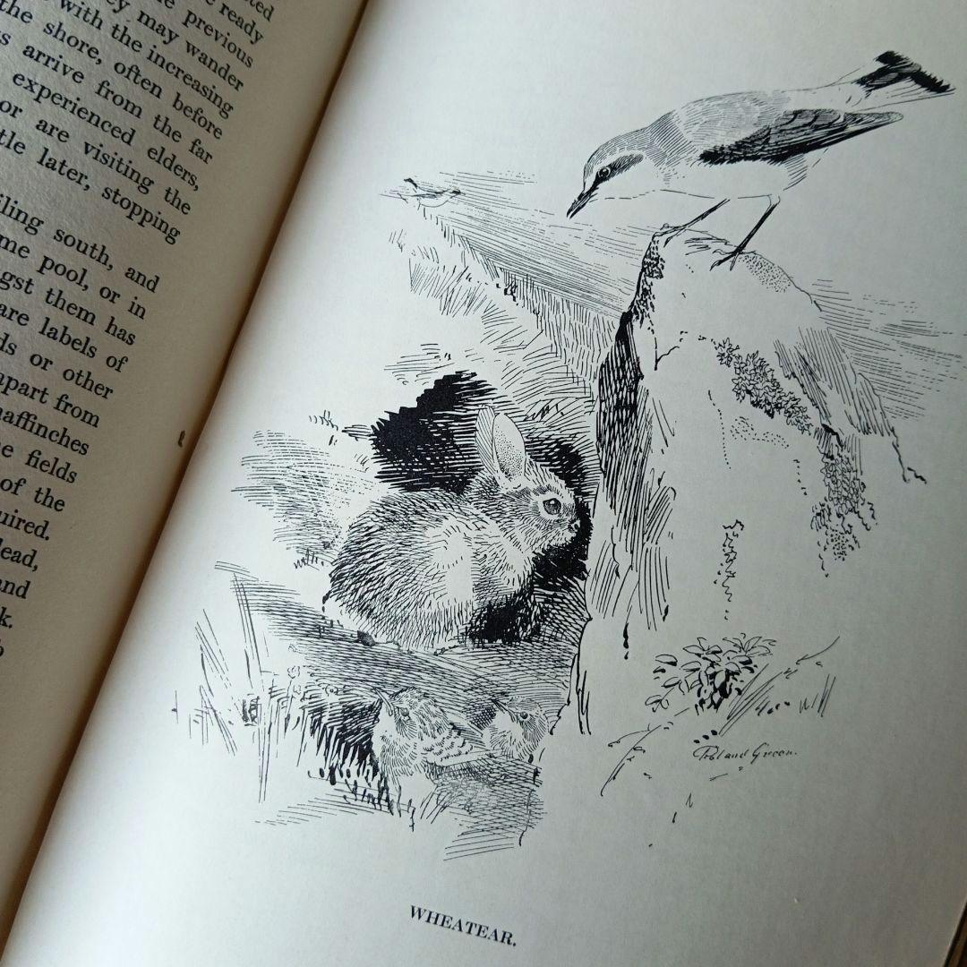 洋書古書　1923年　初版　希少　鳥図鑑　アンティーク　植物図鑑　画集　アート