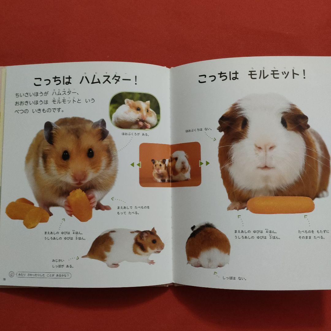 たくさんのふしぎ　キンダーブックしぜん　似たもの動物園　いきものくらべっこ
