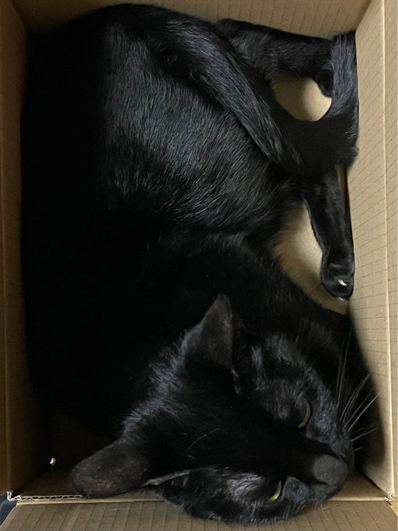 我々マガジン 赤,黒 2018.08~21.07 計8冊/くられ4冊 全セット