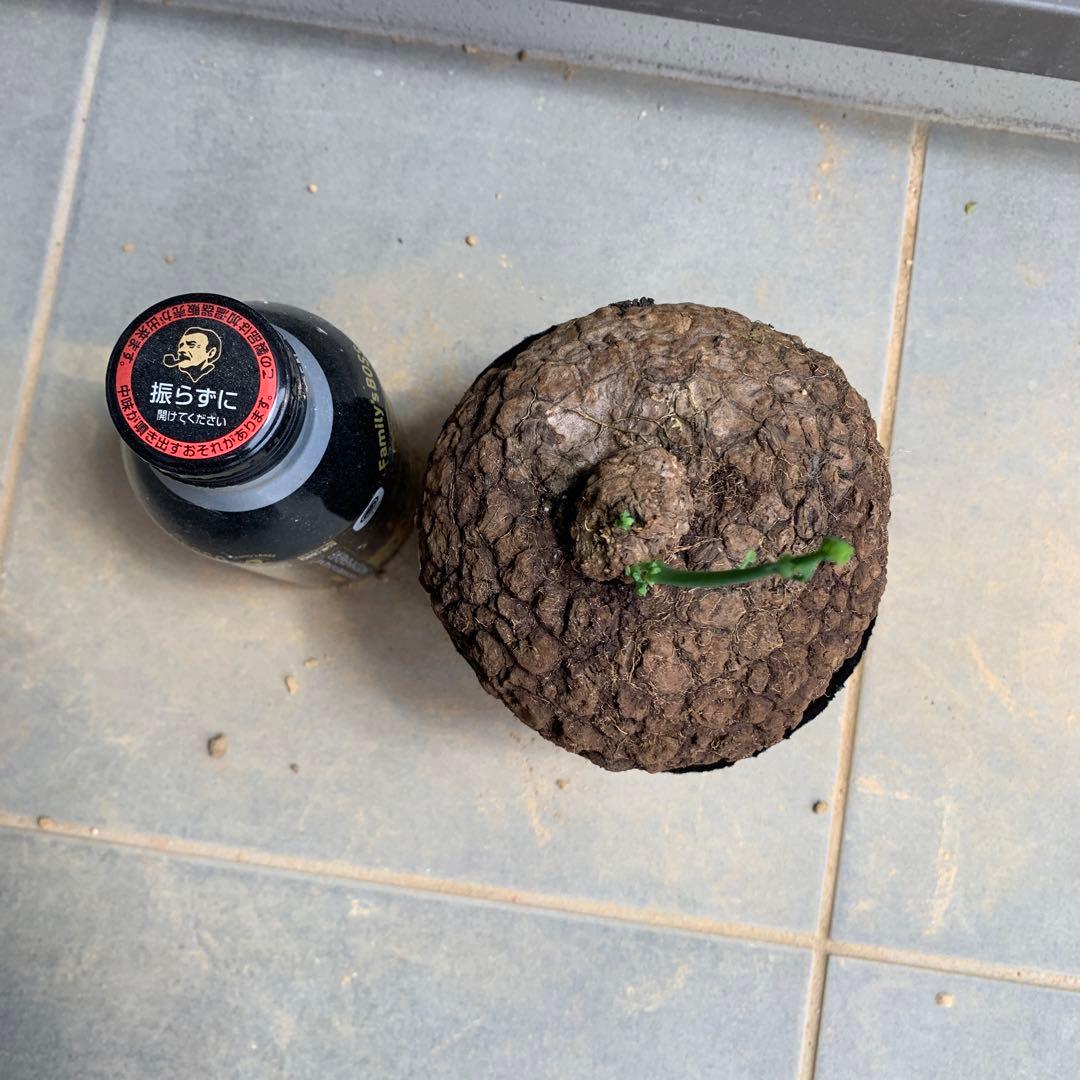 ステファニア　スベローサ