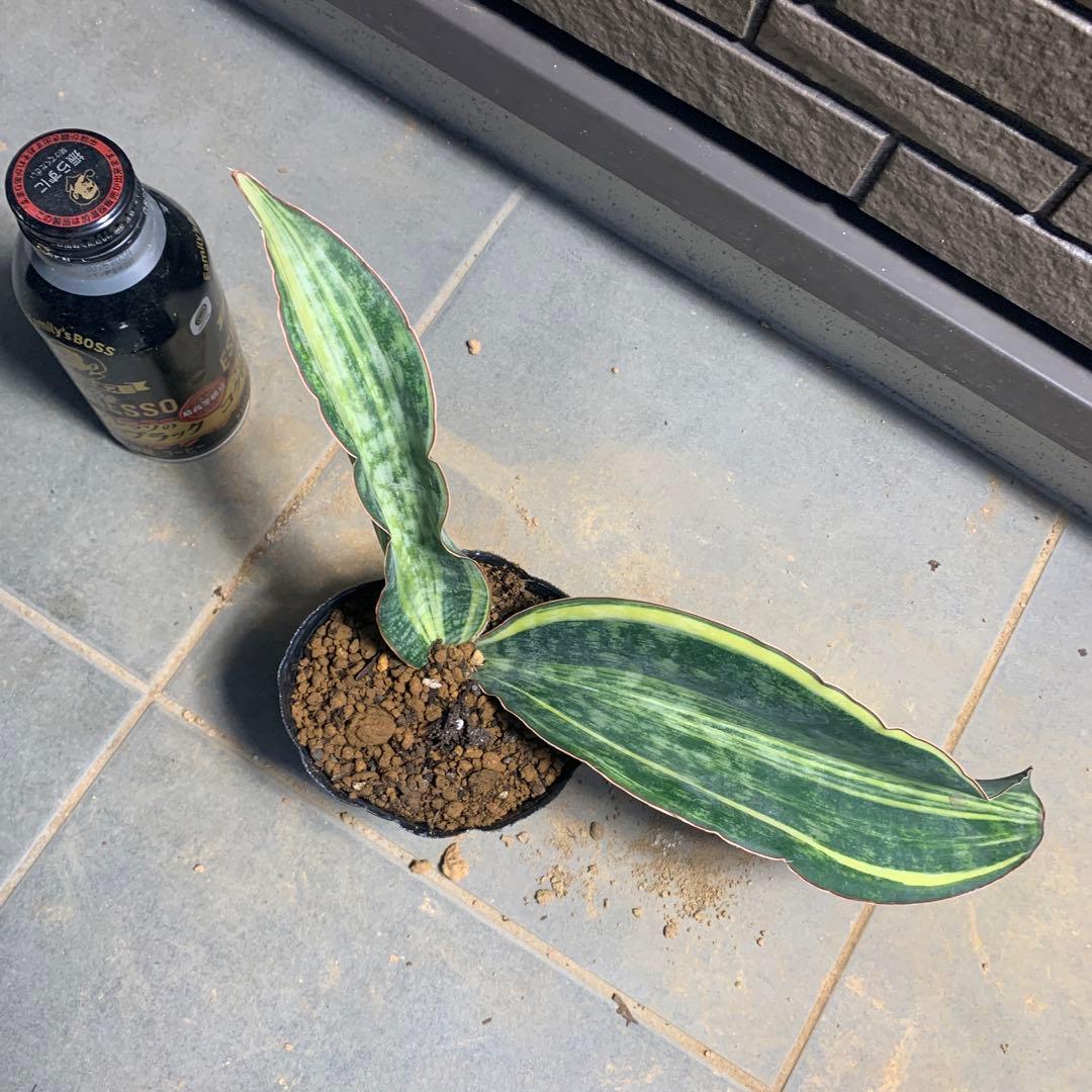 サンスベリア　マクロフィラ　斑入り