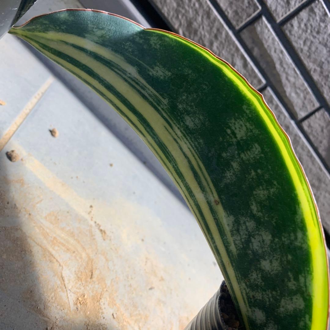 サンスベリア　マクロフィラ　斑入り