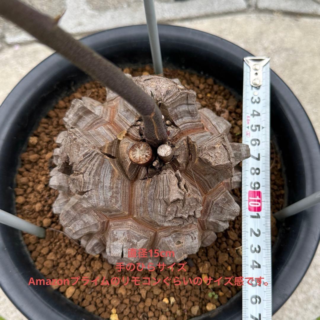 【超極上株】アフリカ亀甲竜 7号ポット バキバキ良型 直径15cm 大株