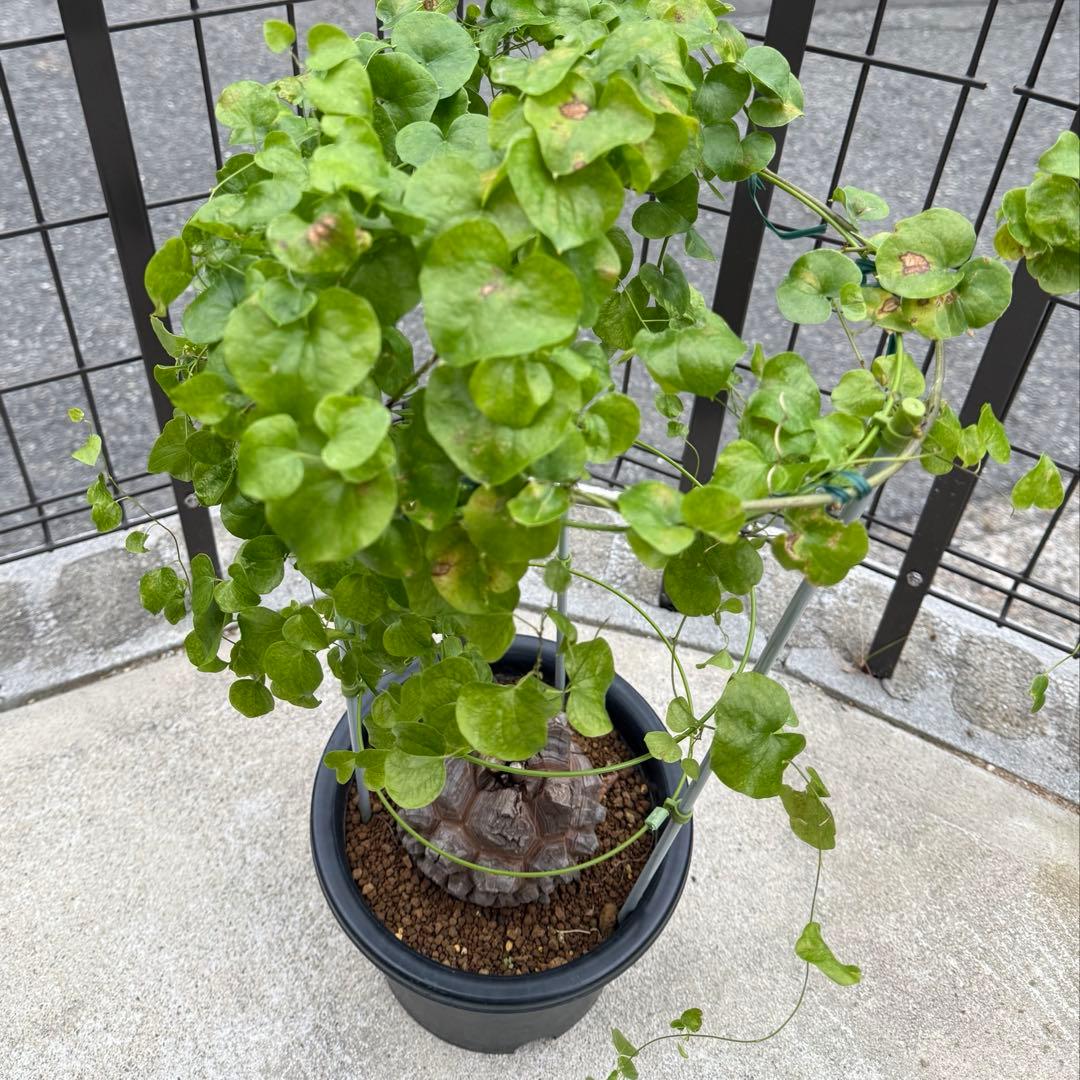 【超極上株】アフリカ亀甲竜 7号ポット バキバキ良型 直径15cm 大株