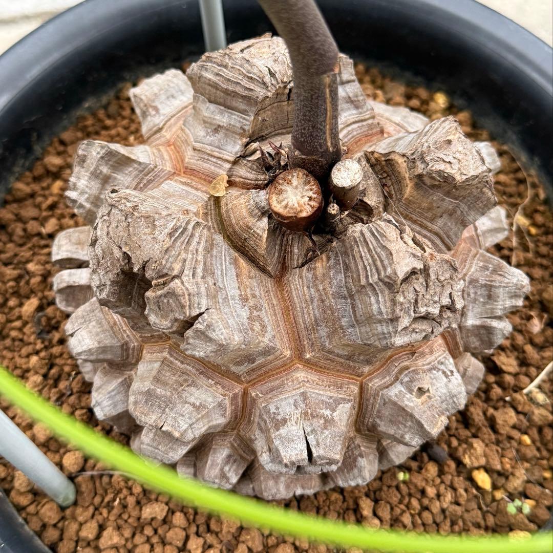 【超極上株】アフリカ亀甲竜 7号ポット バキバキ良型 直径15cm 大株