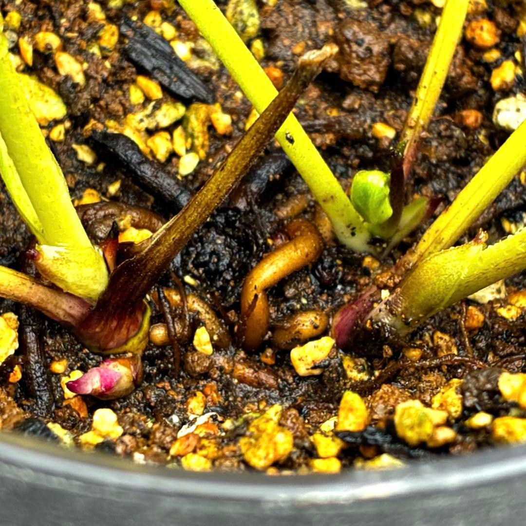 3871☘️2年間管理株☘️⭐️個性的⭐️小輪⭐️超多弁⭐️スレートメタリック⭐️広瀬園芸⭐️
