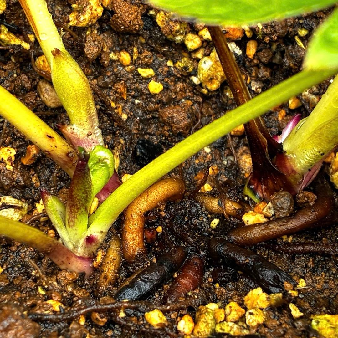 3871☘️2年間管理株☘️⭐️個性的⭐️小輪⭐️超多弁⭐️スレートメタリック⭐️広瀬園芸⭐️
