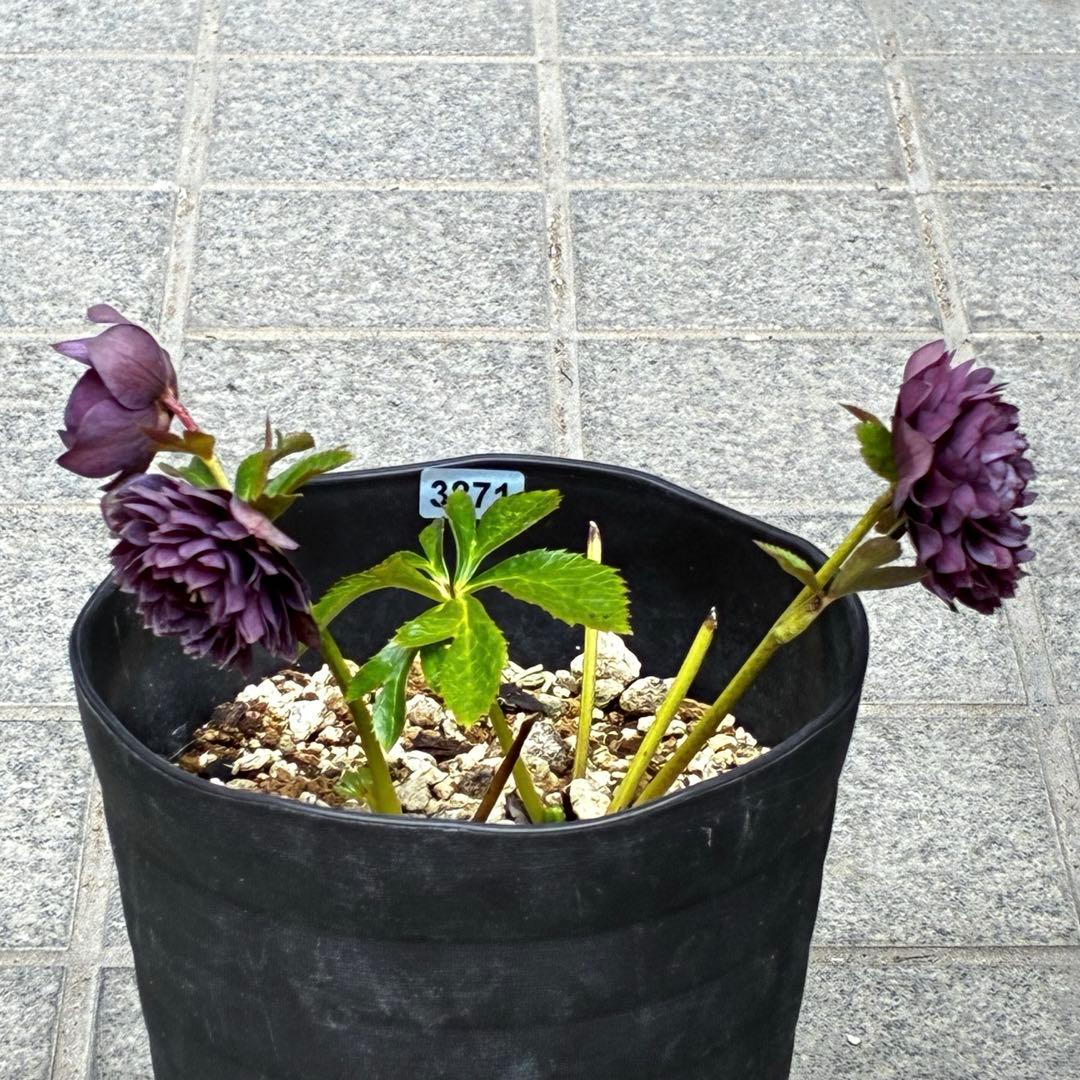 3871☘️2年間管理株☘️⭐️個性的⭐️小輪⭐️超多弁⭐️スレートメタリック⭐️広瀬園芸⭐️
