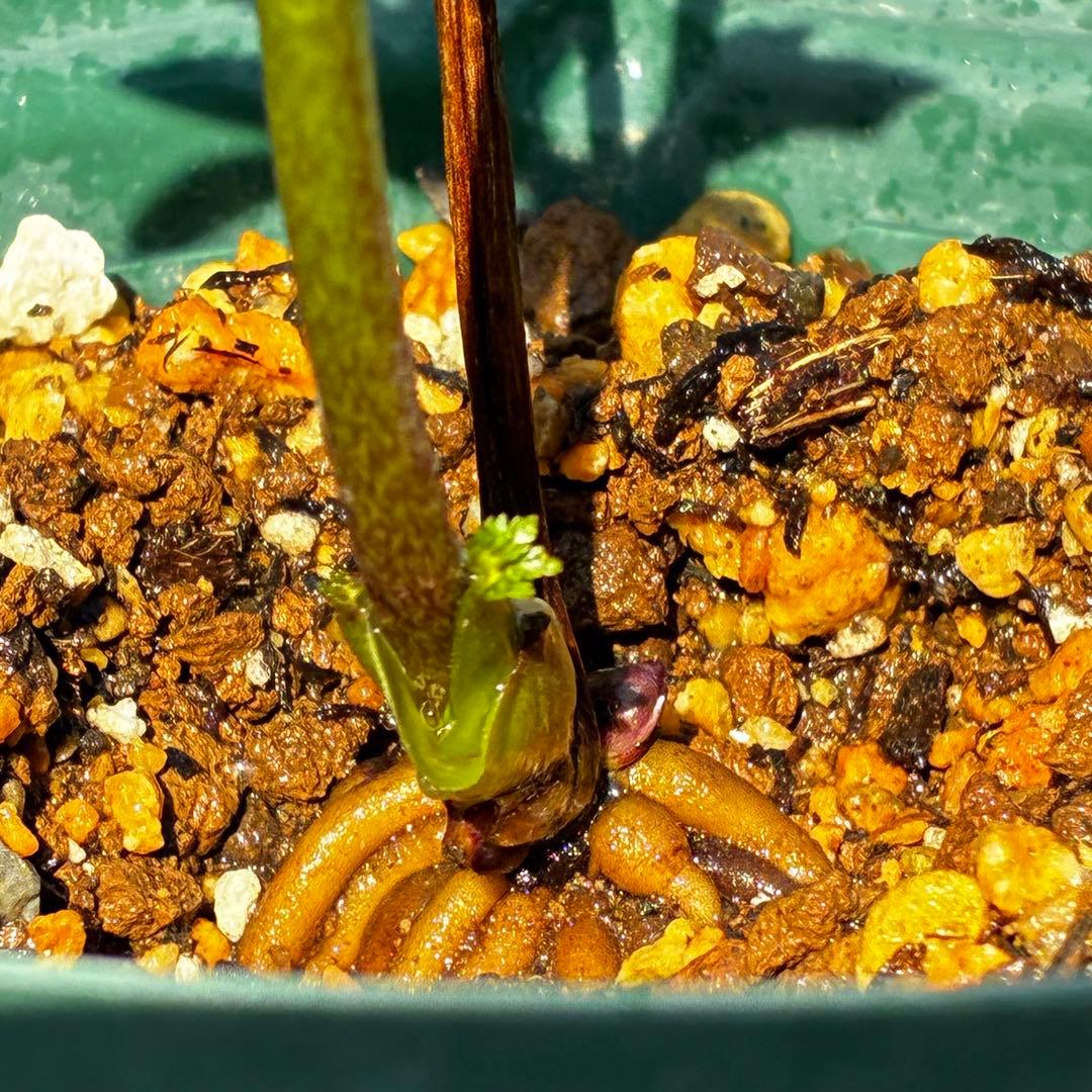 3919☘️❤️極上美❤️☘️タグ付き☘️⭐️桜利休⭐️小輪⭐️曽田園芸⭐️