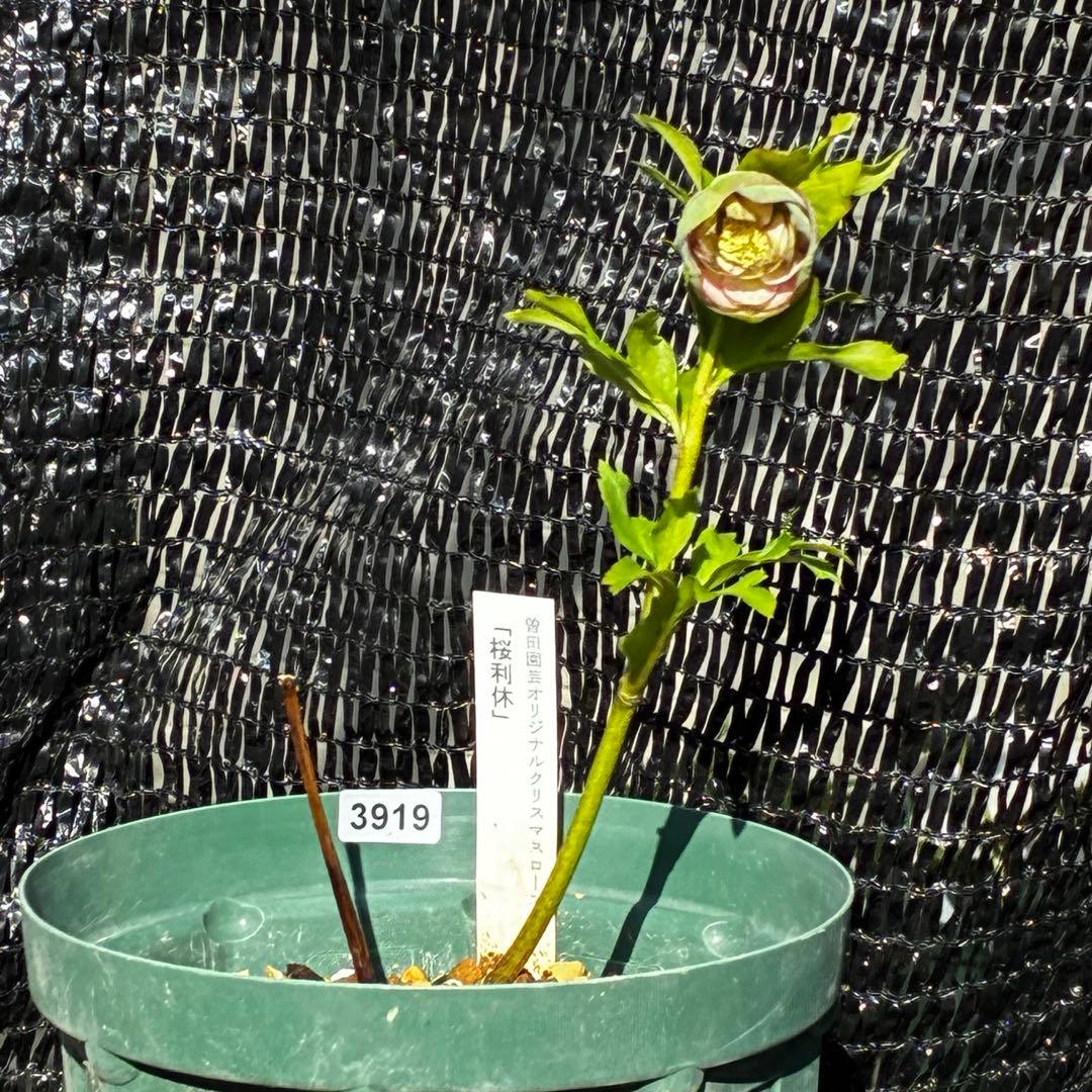 3919☘️❤️極上美❤️☘️タグ付き☘️⭐️桜利休⭐️小輪⭐️曽田園芸⭐️