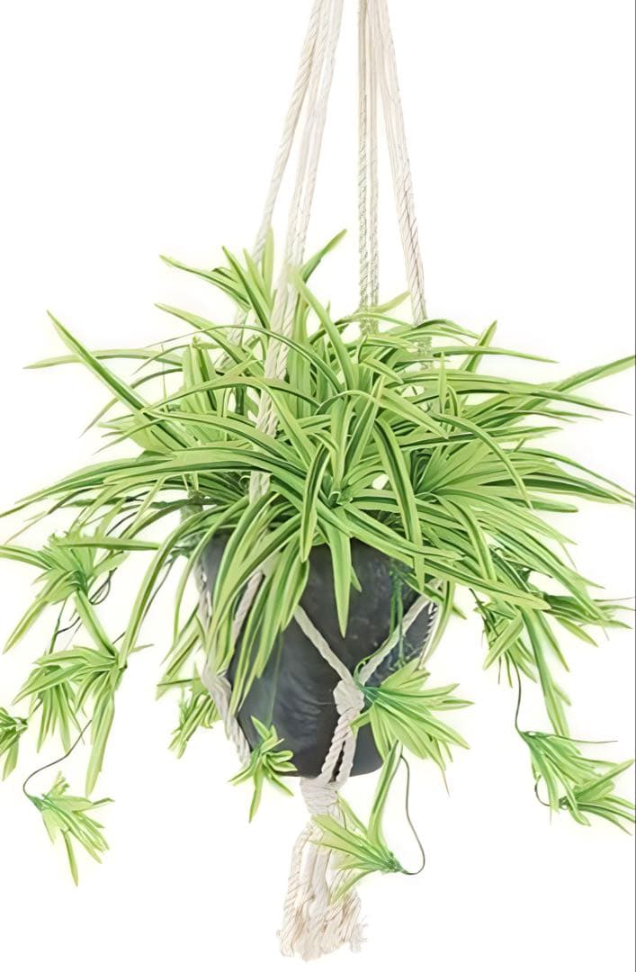 光触媒　人工観葉　ウォールグリーン　フェイクグリーン　壁掛けオリヅルランＧ／Ｙ