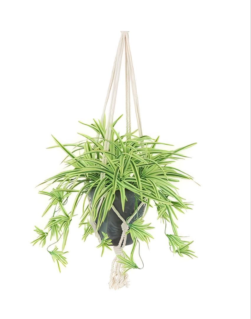 光触媒　人工観葉　ウォールグリーン　フェイクグリーン　壁掛けオリヅルランＧ／Ｙ