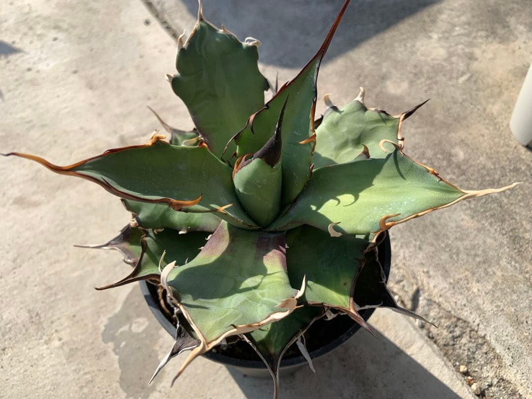 ハデス☆強棘☆超ロングスパイン☆大株☆鉢ごと発送☆タグ付き