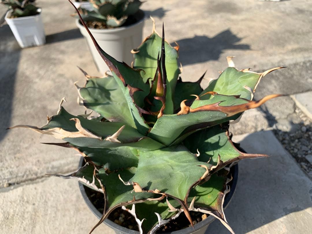 ハデス☆強棘☆超ロングスパイン☆大株☆鉢ごと発送☆タグ付き