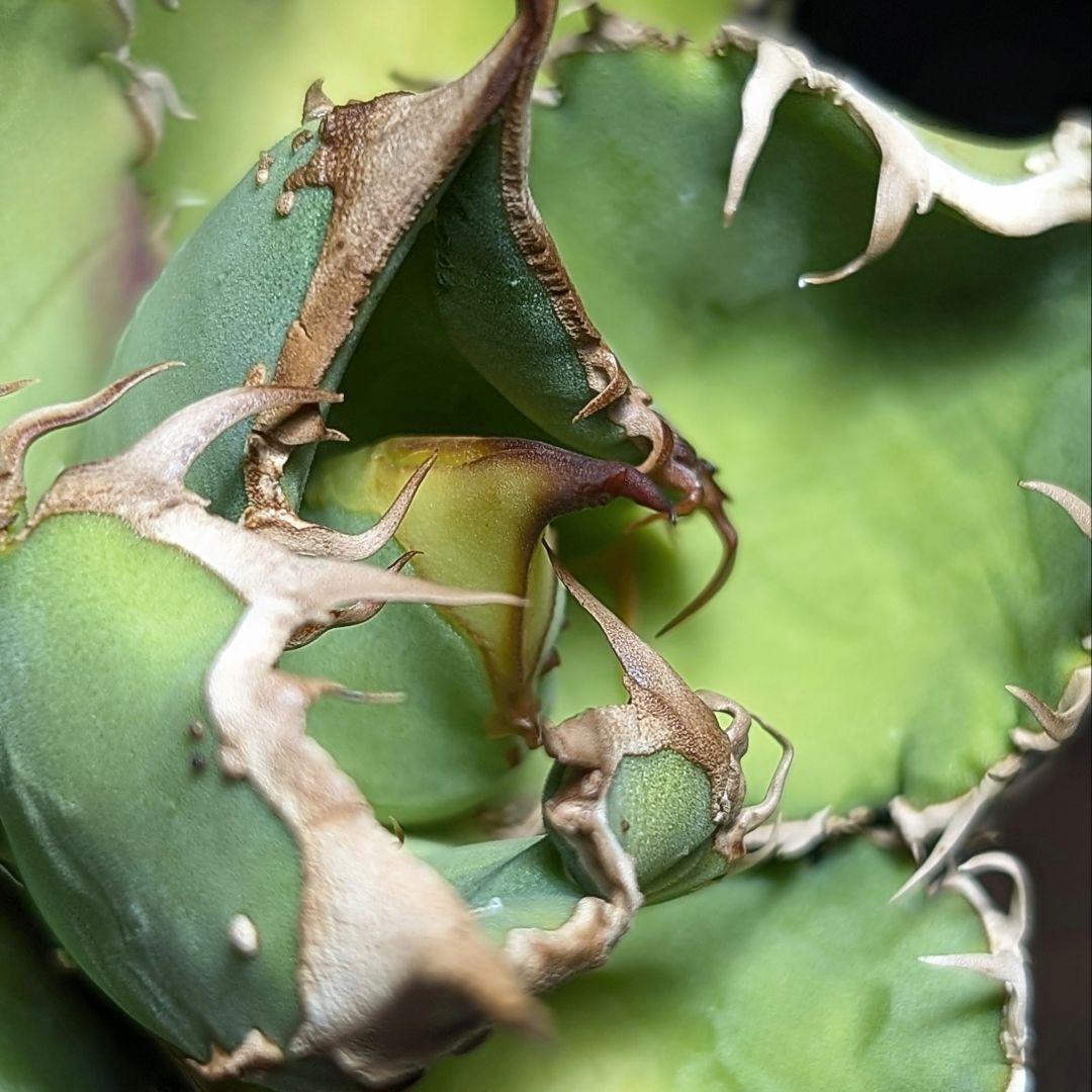 Agave titanota ‘ブツブツ’ surf.is.high親株分株