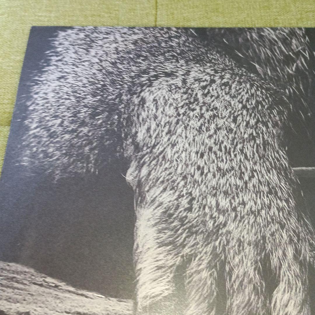 LP「CRYPT CITY / Chant」