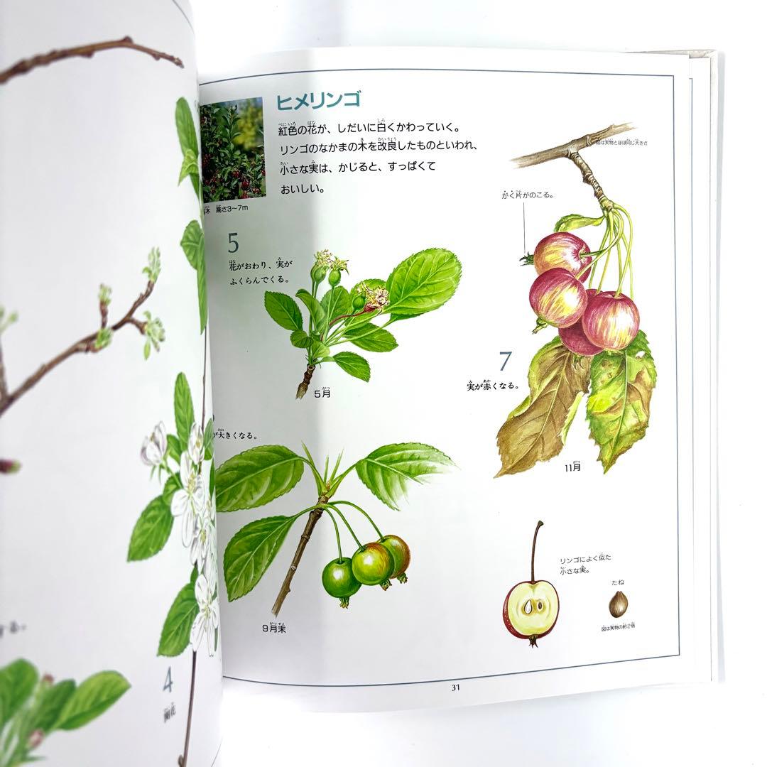 花と実の図鑑シリーズ1〜7巻セット / 斉藤謙綱 / 三原道弘 / 偕成社