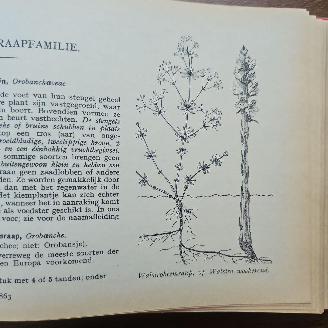 洋書　アンティーク　花図鑑 オランダ植物図鑑