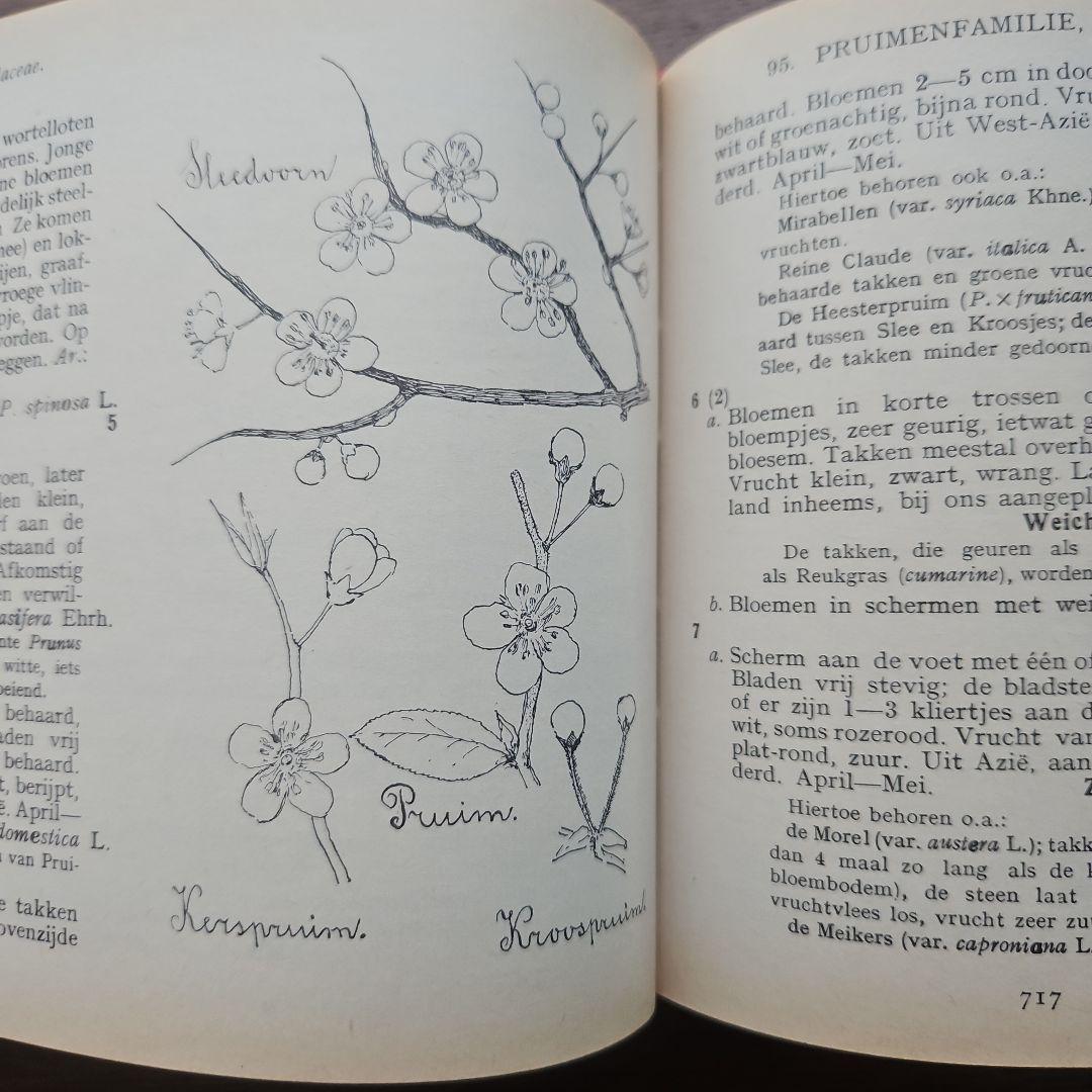 洋書　アンティーク　花図鑑 オランダ植物図鑑